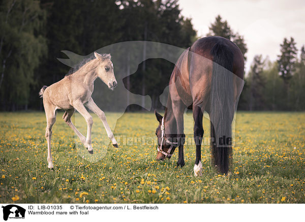 Warmblutstute mit Fohlen / Warmblood mare with foal / LIB-01035