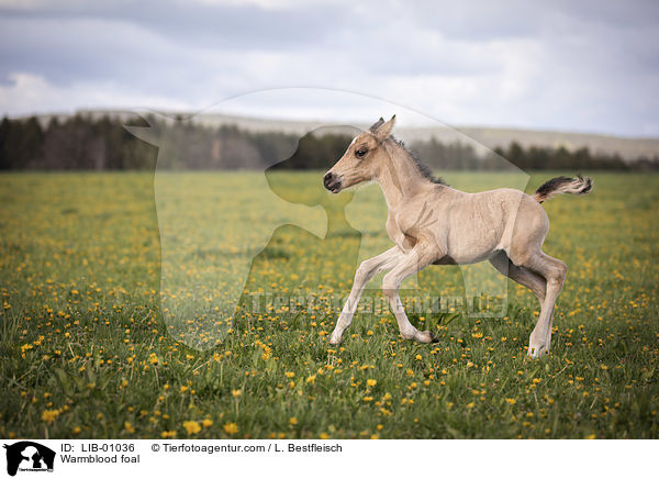 Warmblutfohlen / Warmblood foal / LIB-01036