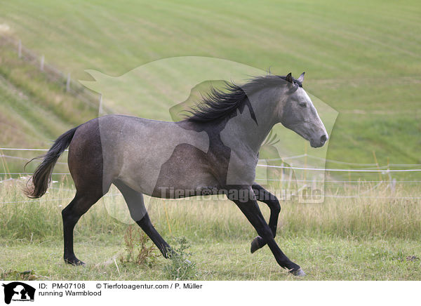 rennendes Warmblut / running Warmblood / PM-07108