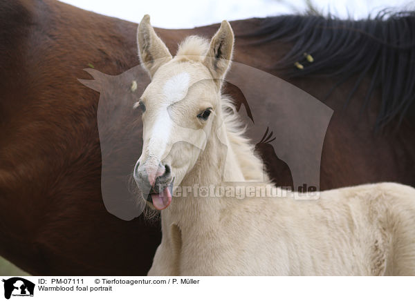 Warmblutfohlen Portrait / Warmblood foal portrait / PM-07111