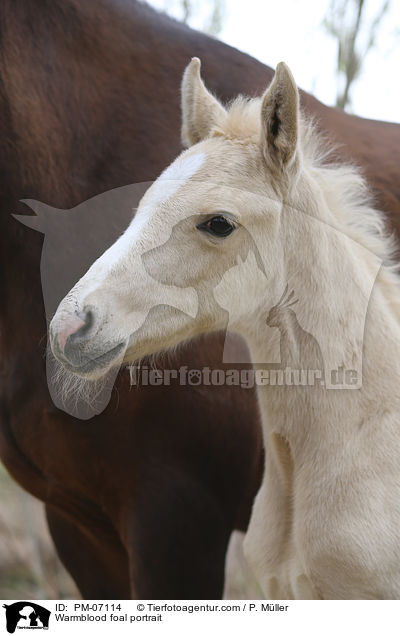 Warmblutfohlen Portrait / Warmblood foal portrait / PM-07114