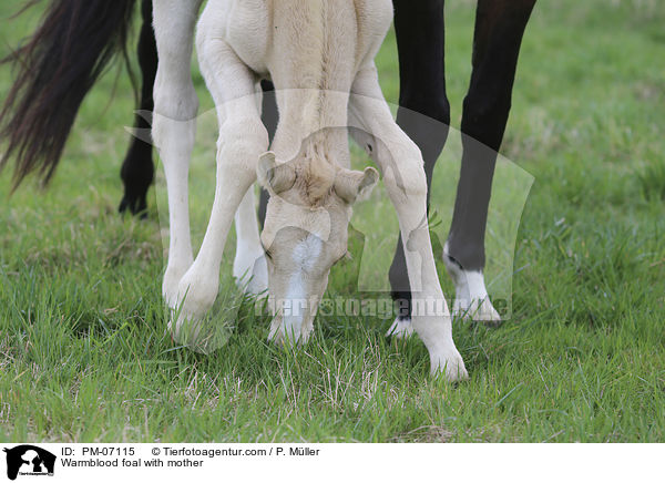 Warmblutfohlen mit Mutter / Warmblood foal with mother / PM-07115