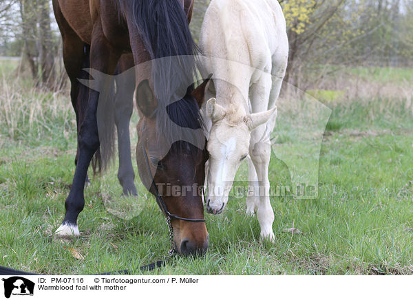 Warmblutfohlen mit Mutter / Warmblood foal with mother / PM-07116