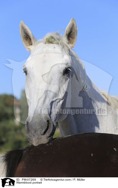 Warmblood portrait / PM-07269