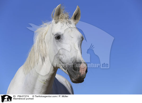 Warmblood portrait / PM-07274