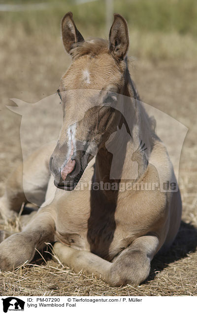 lying Warmblood Foal / PM-07290