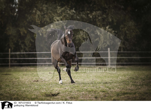 galloping Warmblood / KFI-01603