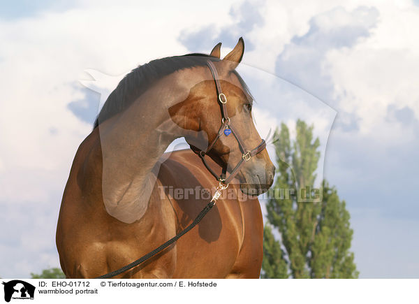 Warmblut Portrait / warmblood portrait / EHO-01712