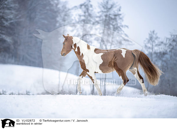 Warmblut im Schnee / wamblood in winter / VJ-02872