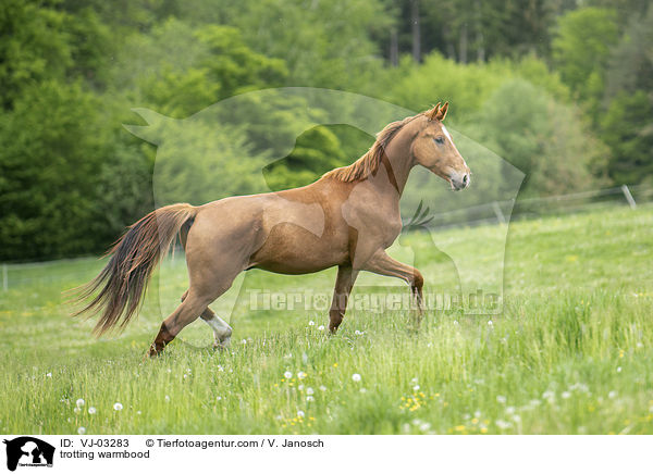 trabendes Warmblut / trotting warmbood / VJ-03283