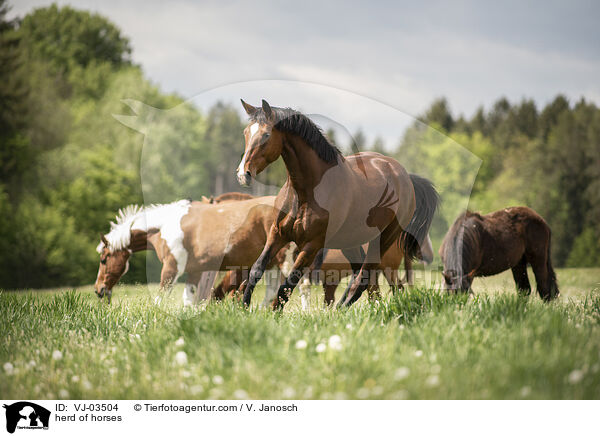 Pferdeherde / herd of horses / VJ-03504