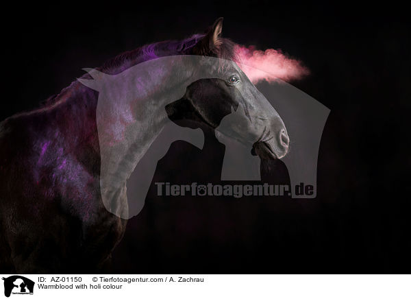 Warmblut mit Holi Farbe / Warmblood with holi colour / AZ-01150