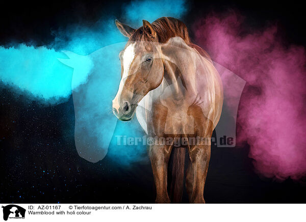 Warmblut mit Holi Farbe / Warmblood with holi colour / AZ-01167