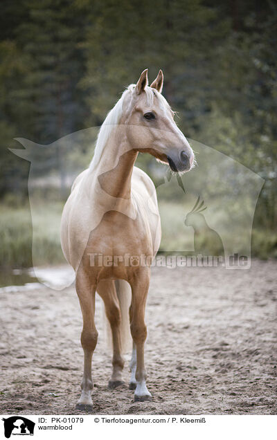 warmblood / PK-01079