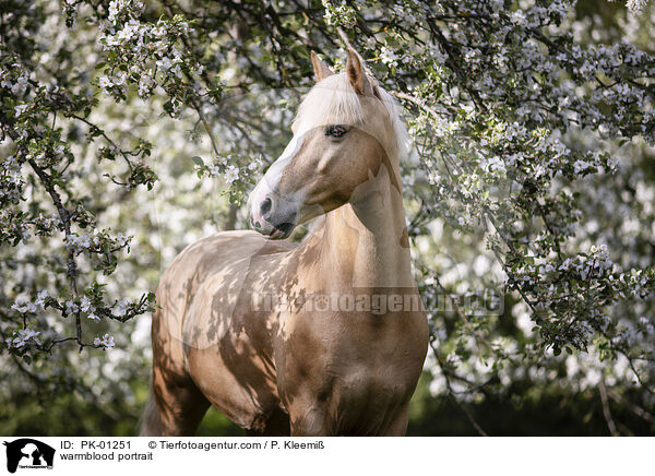 Warmblut Portrait / warmblood portrait / PK-01251