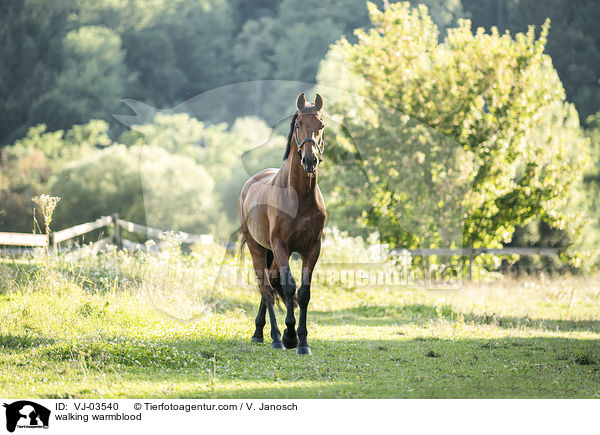 walking warmblood / VJ-03540