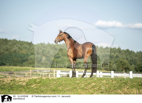 Warmblut / warmblood / VJ-03549