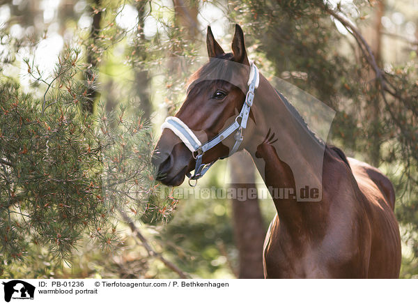 warmblood portrait / PB-01236