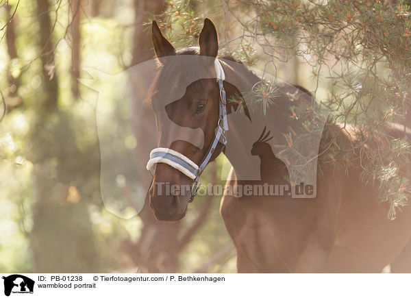 Warmblut Portrait / warmblood portrait / PB-01238