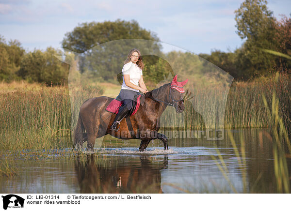 woman rides warmblood / LIB-01314