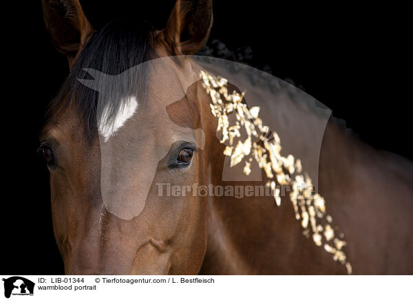 warmblood portrait / LIB-01344