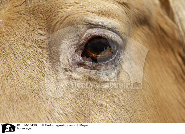 Pferd Auge / horse eye / JM-05439