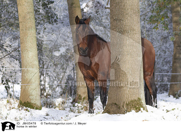 Pferd im Winter / horse in winter / JM-05478