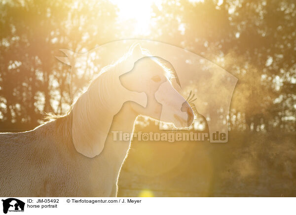 Pferd Portrait / horse portrait / JM-05492