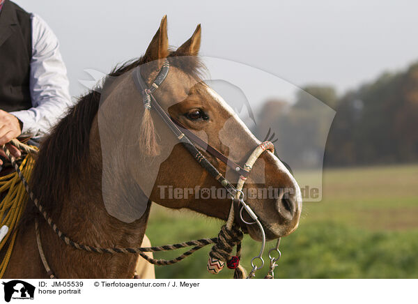 Pferd Portrait / horse portrait / JM-05539