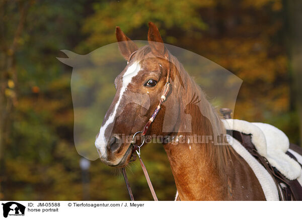 Pferd Portrait / horse portrait / JM-05588