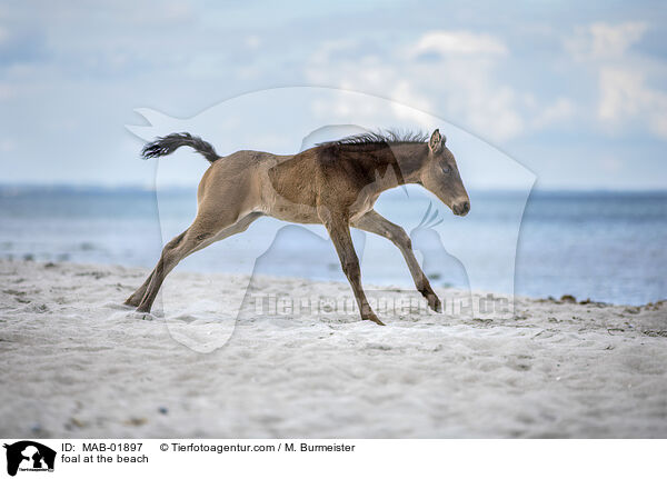 Fohlen am Strand / foal at the beach / MAB-01897