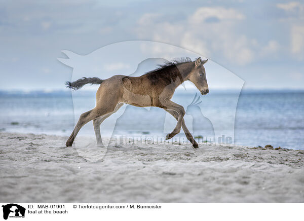 Fohlen am Strand / foal at the beach / MAB-01901