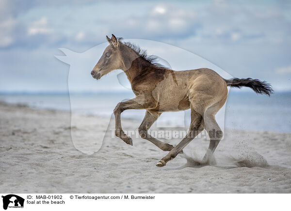 Fohlen am Strand / foal at the beach / MAB-01902