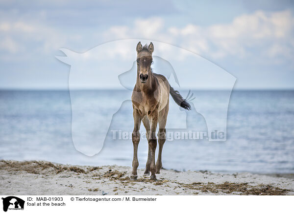 Fohlen am Strand / foal at the beach / MAB-01903