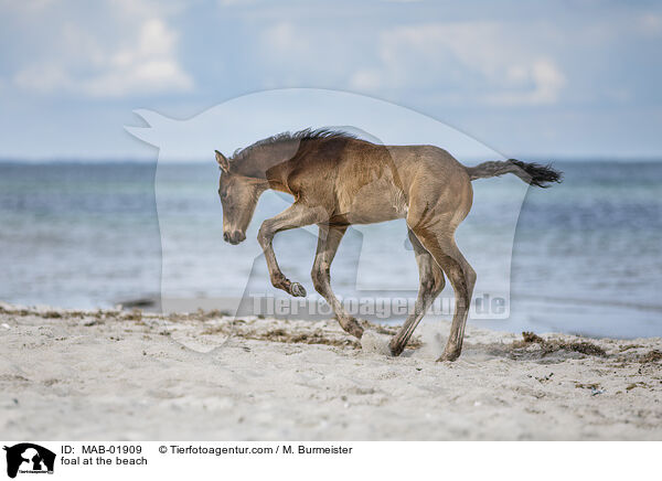 Fohlen am Strand / foal at the beach / MAB-01909