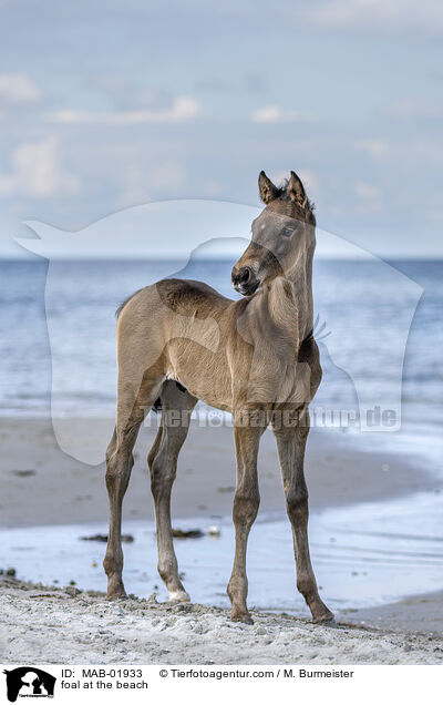 Fohlen am Strand / foal at the beach / MAB-01933