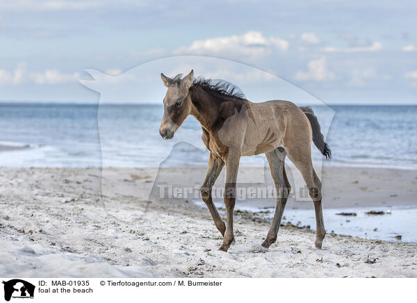 Fohlen am Strand / foal at the beach / MAB-01935