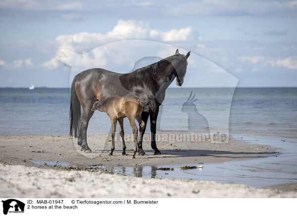 2 Pferde am Strand / 2 horses at the beach / MAB-01947