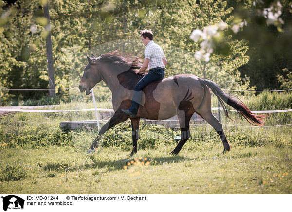 man and warmblood / VD-01244