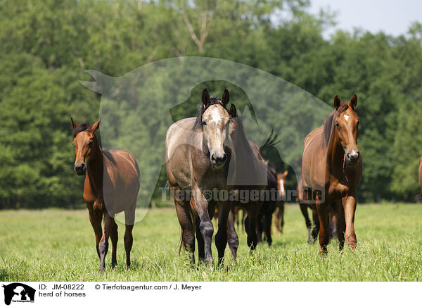 Pferdeherde / herd of horses / JM-08222