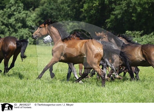 Pferdeherde / herd of horses / JM-08227