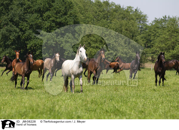 Pferdeherde / herd of horses / JM-08228