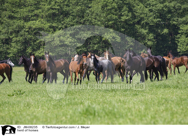 Pferdeherde / herd of horses / JM-08235