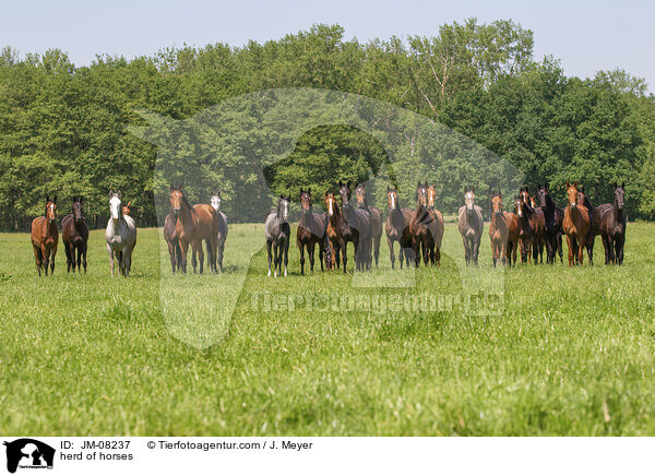 Pferdeherde / herd of horses / JM-08237