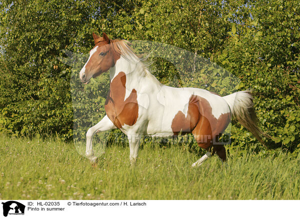 Pinto im Sommer / Pinto in summer / HL-02035