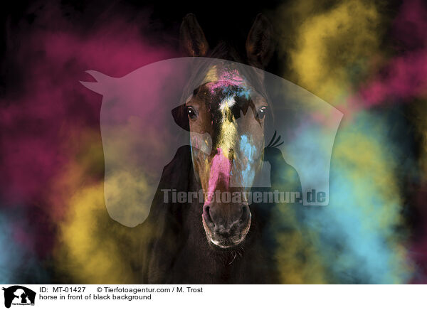 Warmblut vor schwarzem Hintergrund / horse in front of black background / MT-01427