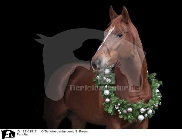 Warmblut Portrait / Portr?ts / SE-01517