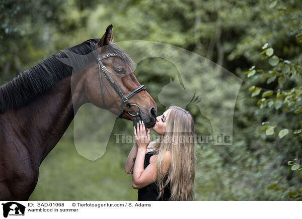 Warmblut im Sommer / warmblood in summer / SAD-01068