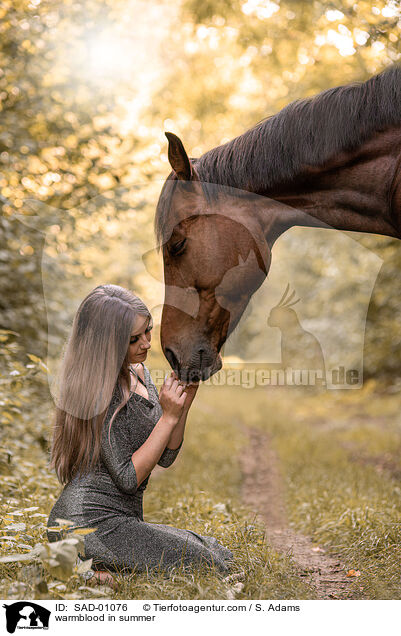 Warmblut im Sommer / warmblood in summer / SAD-01076