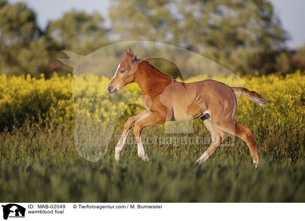 Warmblut Fohlen / warmblood foal / MAB-02049